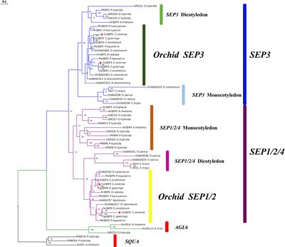 Functional conservation and divergence of SEPALLATA-like genes in floral development in Cymbidium sinense